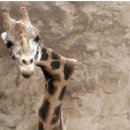 안녕 기린 이미지