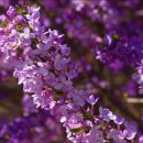 달콤한 나무 이미지