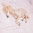 옥천애견미용 이미지