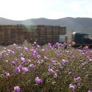 꽃들처럼 이미지