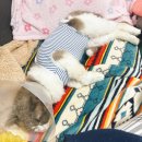 행복을찾는동물병원 | 고양이 잠복고환 수술 비용 / 인천 검단 리브동물병원