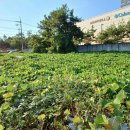 정촌면-1 이미지