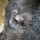 지리산에서 태어난 아기 반달가슴곰 이미지