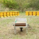 대월 양봉 이미지