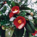 향기나라 화장품 이미지