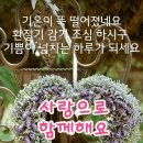 그대가 참 좋습니다 이미지