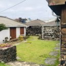 제주애아리 이미지