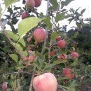 향기나는펜션민박 이미지