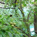 호두나무 이미지