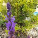 로하스로즈 펜션 이미지