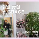 [꽃집 리뷰] 광교 꽃집 : 꽃,그레이스 / 필레아페페 데려오기 (Feat. 수원 플라워 클래스 진행 중)