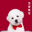 견생멍컷 이미지