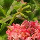 러블리몽 이미지