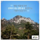 산약선