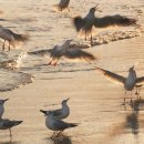 부산갈매기 이미지