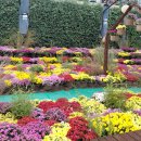 도림천 산책로4 이미지