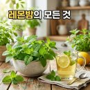 학자농원 | 레몬밤차 효능 카페인 마시는 법 불면증에 좋은 차 힐링 효과