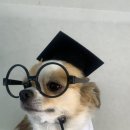 댕겨올개 이미지