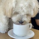 폼폼애견 이미지