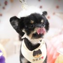 퍼피가든 이미지