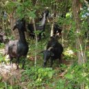 야산염소 이미지