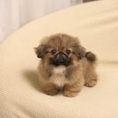 퍼피 비비드 이미지