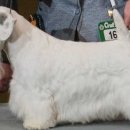 스포팅(SPORTING) 이미지