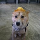 쪼꼬네유치원2 이미지