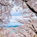 성호공원 야외무대 화장실 | 대구 침산공원 벚꽃계단 다녀온 후기, 지금 꼭 가야 할 곳