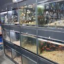 이준열대어 이미지