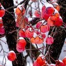 제이드스크린골프 이미지