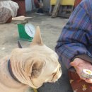 댕댕레시피 이미지