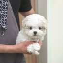 펫토이동물병원 이미지