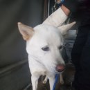 팽성송화로 이미지