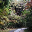 순환도로방음벽 옆 좌측 | 제주 명소 서귀포 자연휴양림 입장료 주차 코스 후기