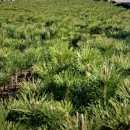 다복솔농장 이미지