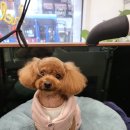 왈왈그루밍 이미지