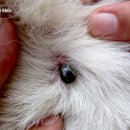 상현근린공원_R | 진드기가 옮기는 치명적인 질환 ㅣ 바베시아 실제 치료 후기 ㅣ 일리동물의료센터 ㅣ 상현역 동물병원