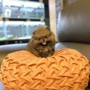 베이비몽 강아지분양 인천청라점 이미지