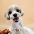 복이네도그살롱 이미지