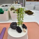 녹색의 추억 | 구미 원데이클래스 데이트코스 추천 식물공방 녹색주의보 후기!!