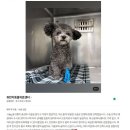 구름발치 | 인천1.8kg 실버푸들 몽구름이 동탄 1박2일 중성화수술 여행후기