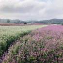 이평로 | [철원여행코스] 철원 고석정 꽃밭 가을 개장, 철원 한탄강 주상절리길, 고석정, 하얏트베이커리 손대면...