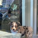 메디슨 코리아 이미지