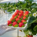 한편농원 이미지