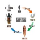 장수하늘소 이미지