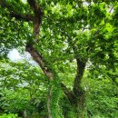 물버들마을 | [명월 팽나무 군락지] 수령이 오래된 팽나무 64그루가 모여있는 군락지