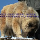 세계명견 감곡켄넬 이미지