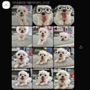 VIP동물한방재활의학센터by.Dr.신사경 이미지