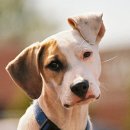 가족이랑개 이미지